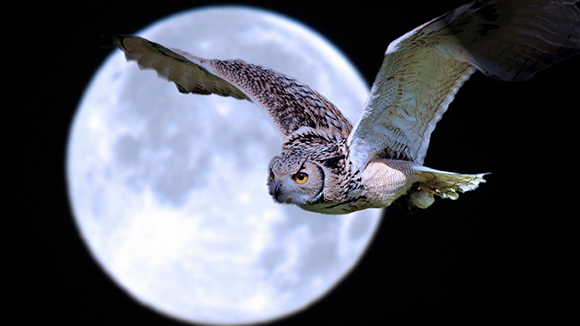 Night Owl